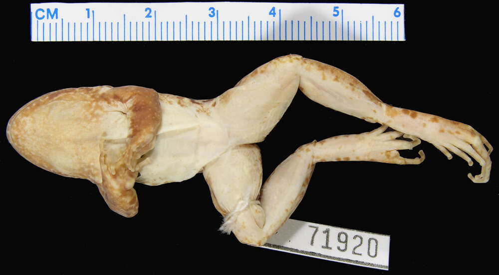 Imagem de Leptodactylus wagneri (Peters 1862)