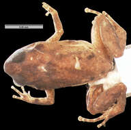 Image of Scanty Frog