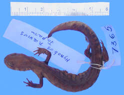 Image of Sagami salamander