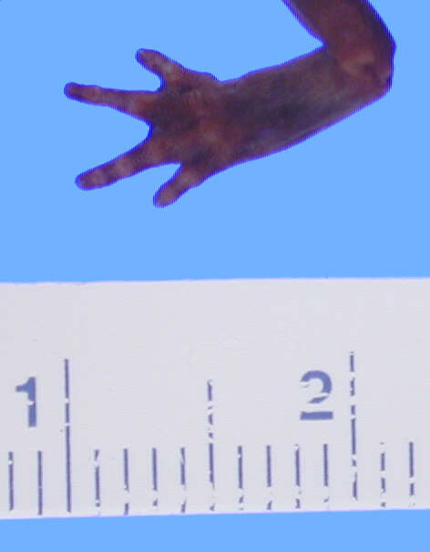 Image of Sagami salamander