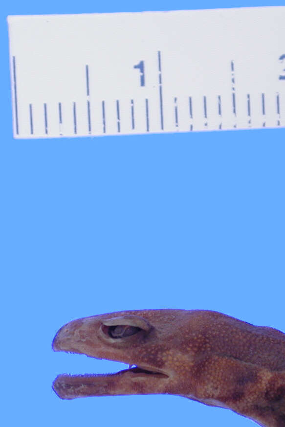 Image of Sagami salamander