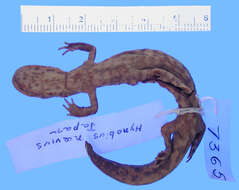 Image of Sagami salamander