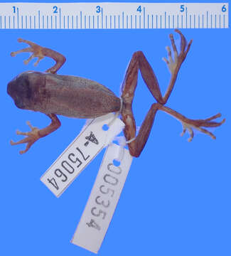 Image of executioner treefrog