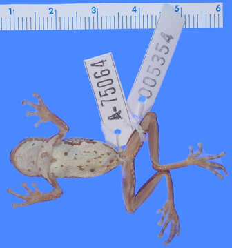 Image of executioner treefrog