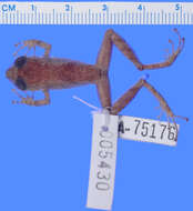 صورة Pristimantis calcarulatus (Lynch 1976)