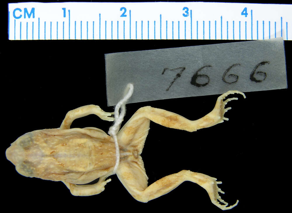 Image of Engystomops pustulatus (Shreve 1941)