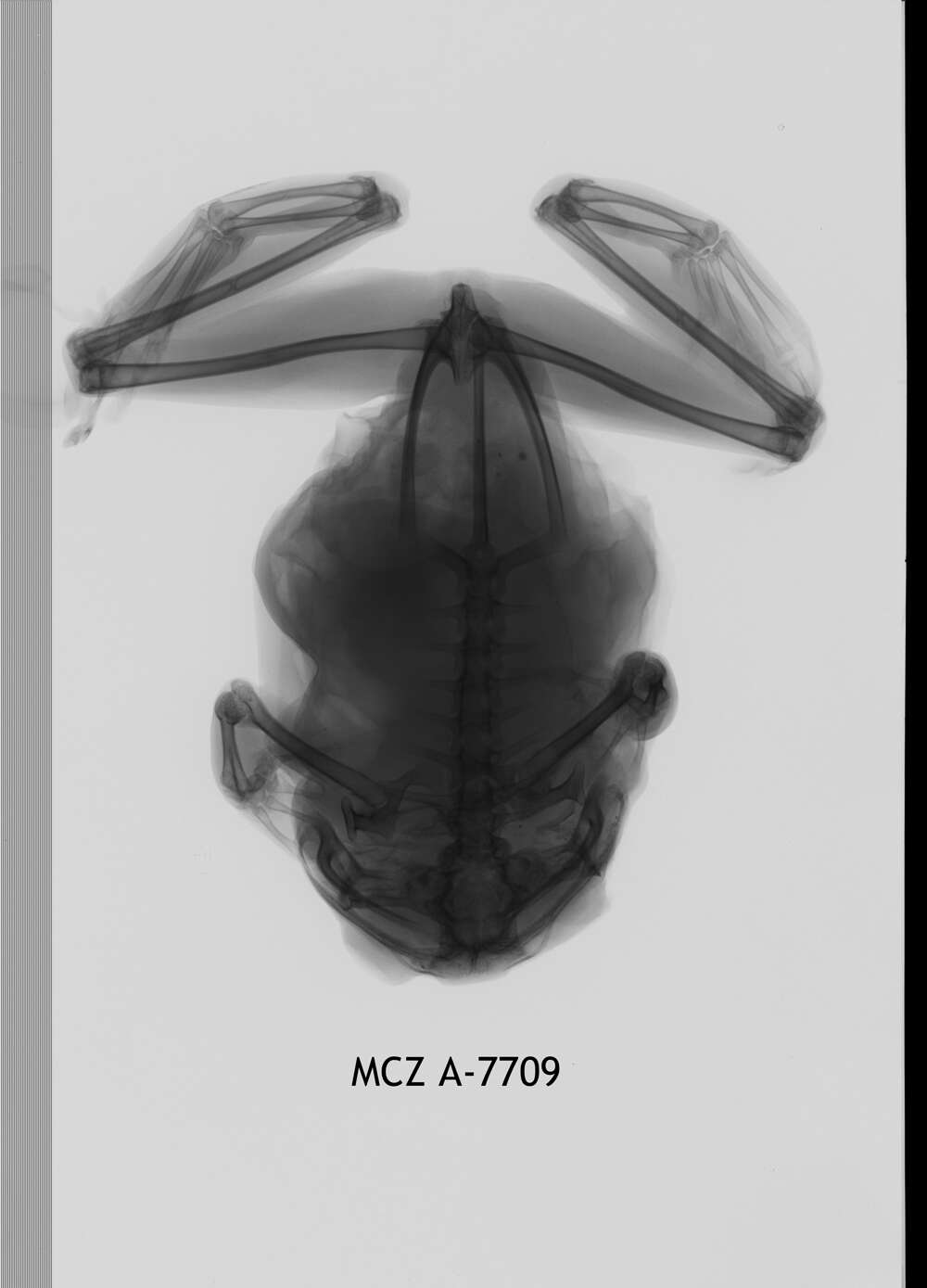 Image of Leptopelis notatus (Peters 1875)