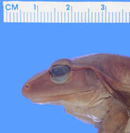 Image of Noble's Robber Frog