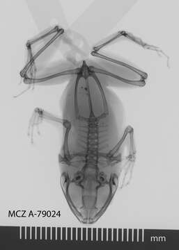 Sivun Cornufer vertebralis (Boulenger 1887) kuva