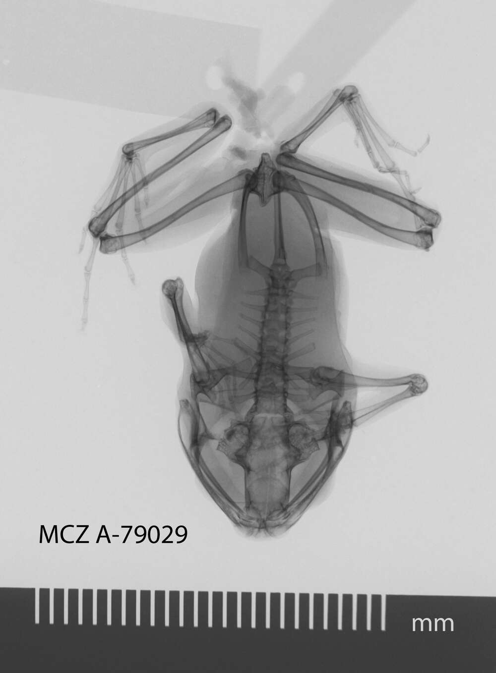 Sivun Cornufer vertebralis (Boulenger 1887) kuva