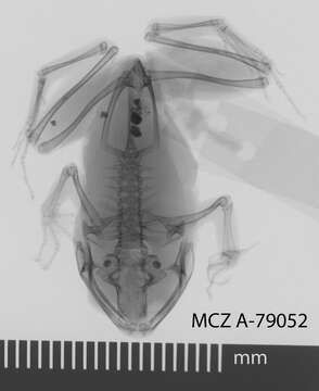 Image of Cornufer vertebralis (Boulenger 1887)