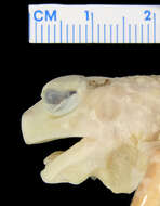 Image of Eastern Spadefoot