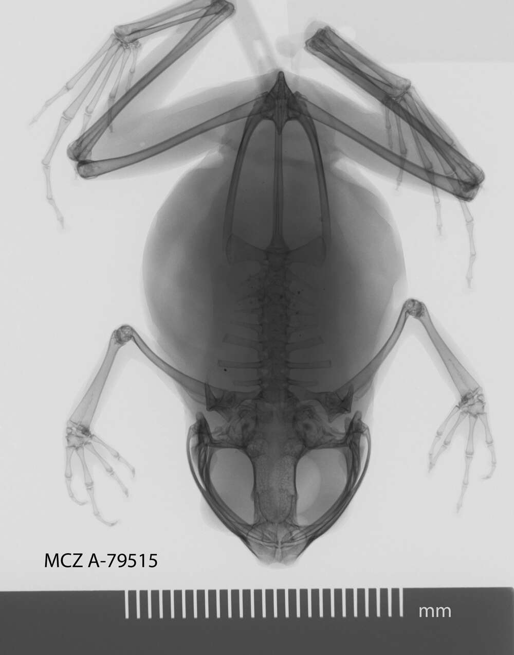 صورة Mantophryne lateralis Boulenger 1897