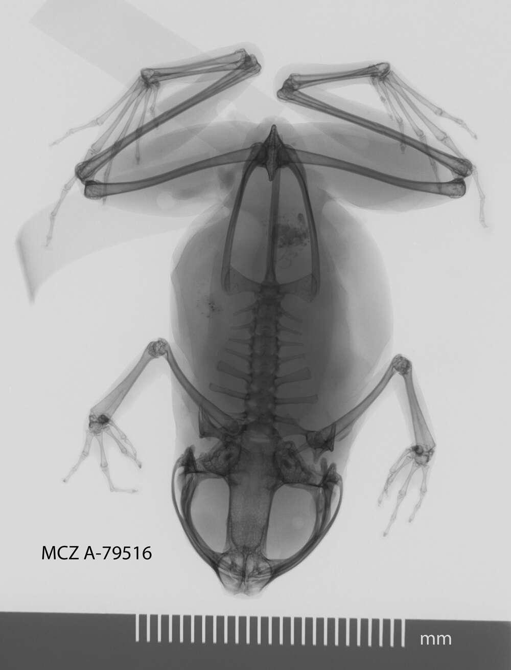 Image of Mantophryne lateralis Boulenger 1897