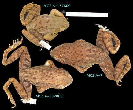 Sivun Lithobates clamitans (Latreille ex Sonnini de Manoncourt & Latreille 1801) kuva