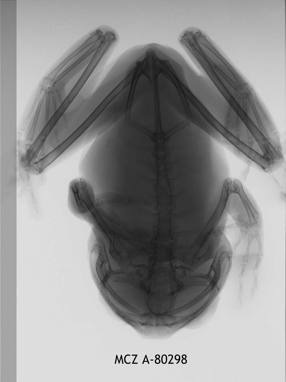 Image of Leptopelis notatus (Peters 1875)