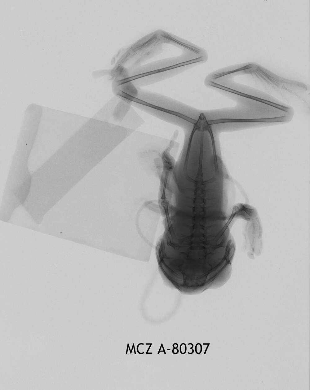 Image of Leptopelis fiziensis Laurent 1973