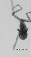 Image de Leptopelis cynnamomeus (Bocage 1893)