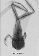 Image of Leptopelis calcaratus (Boulenger 1906)