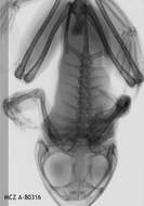 Image of Leptopelis millsoni (Boulenger 1895)
