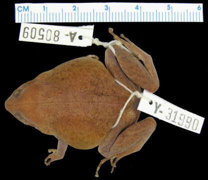 Image of Xenorhina Peters 1863