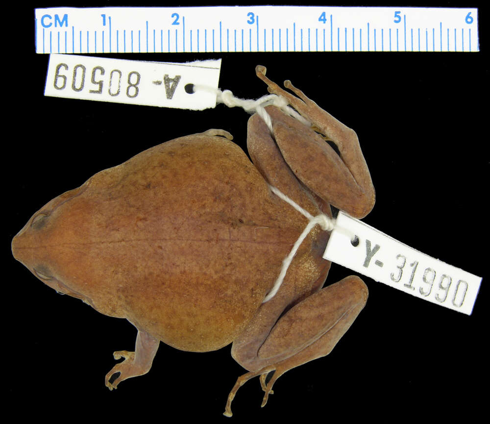 Image of Xenorhina parkerorum Zweifel 1972