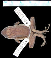 Image of Copiula rivularis (Zweifel 2000)
