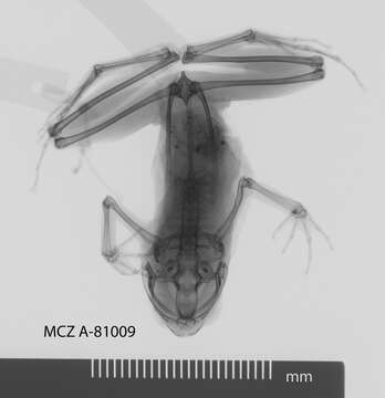 Image of Hylophorbus rufescens Macleay 1878