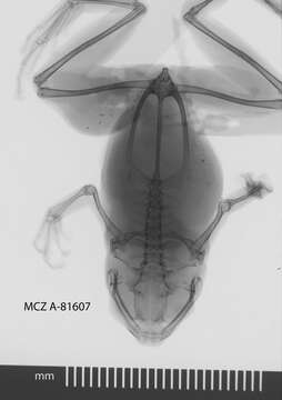 Sivun Cophixalus cheesmanae Parker 1934 kuva