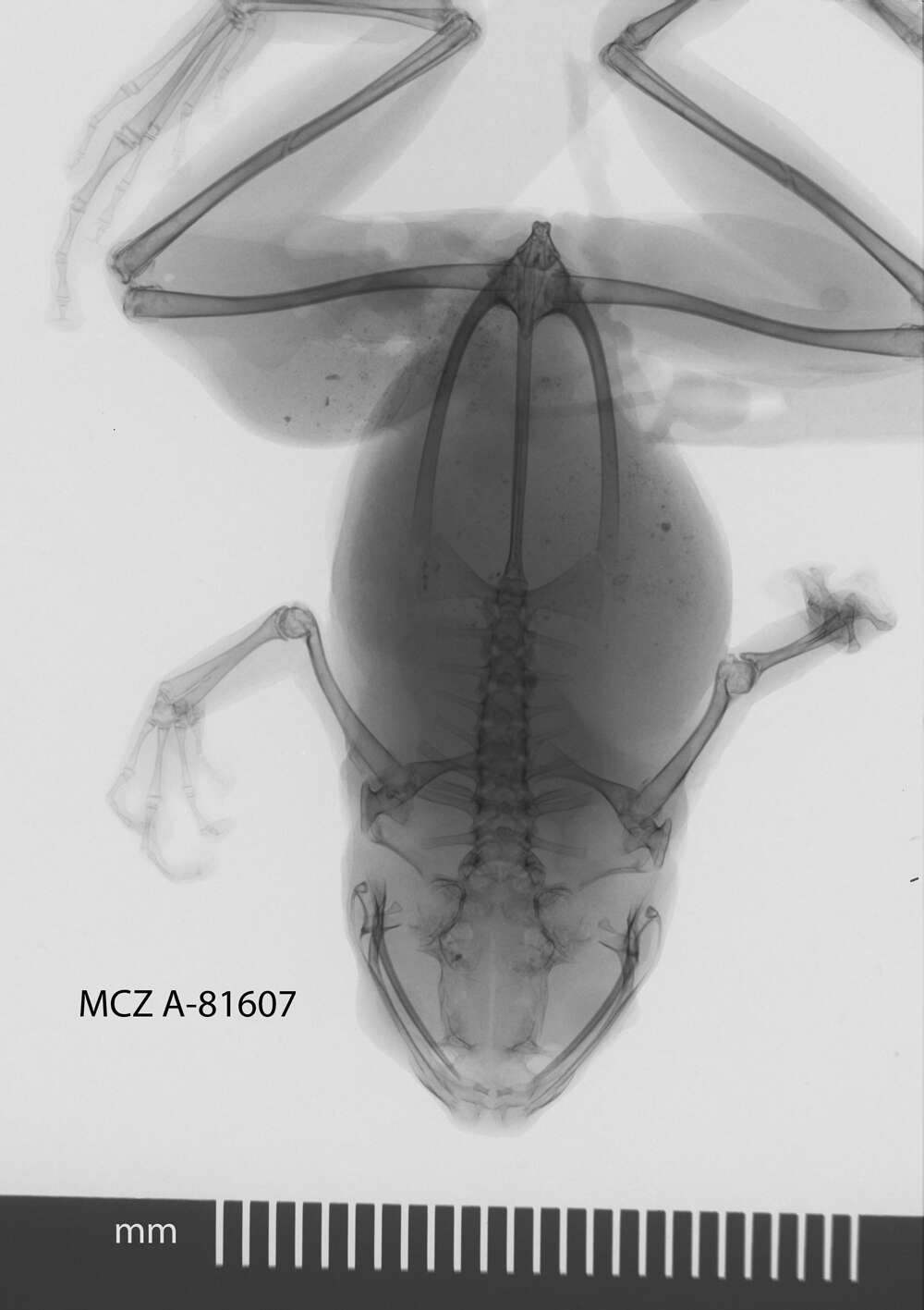 Cophixalus cheesmanae Parker 1934 resmi