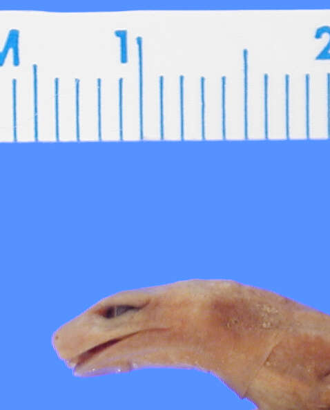 Image of Yarmal Mushroomtongue Salamander