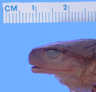 Image of Black Spiny-chest Frog