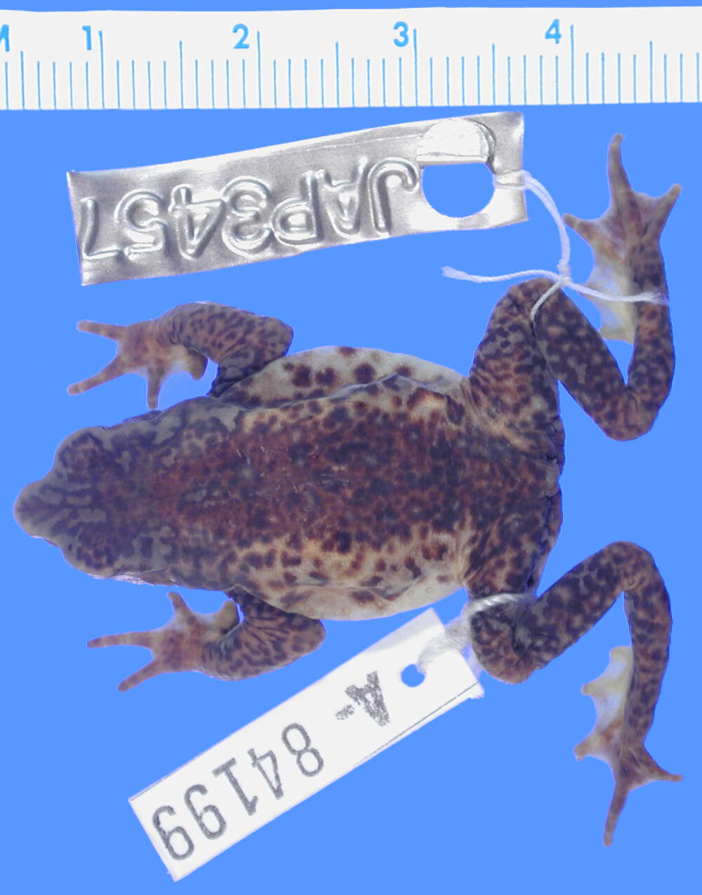 Image of Arthur's Stubfoot Toad