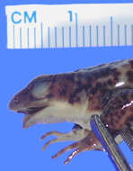 Image of Arthur's Stubfoot Toad