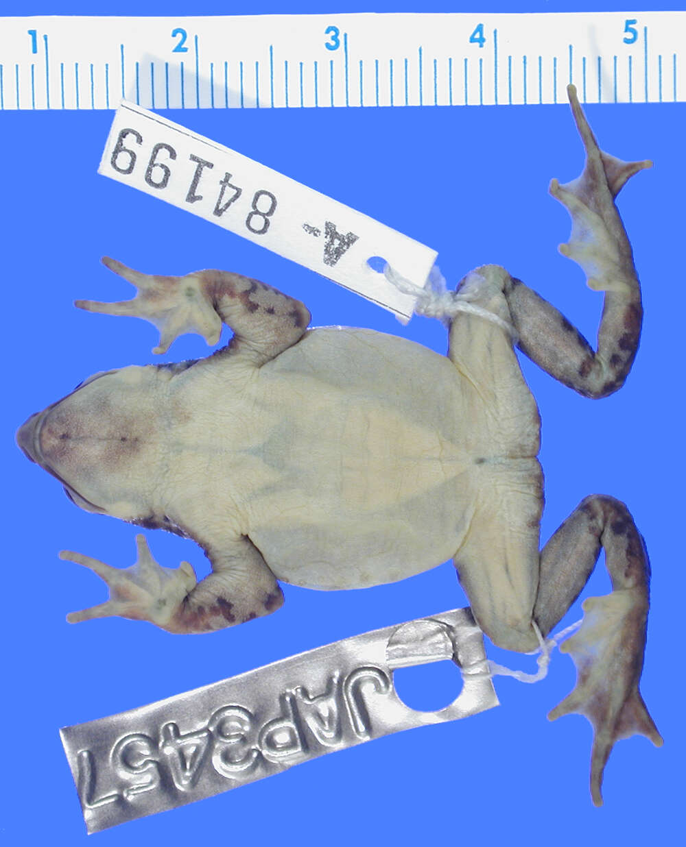 Image of Arthur's Stubfoot Toad