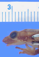 Image of Atelopus mindoensis Peters 1973
