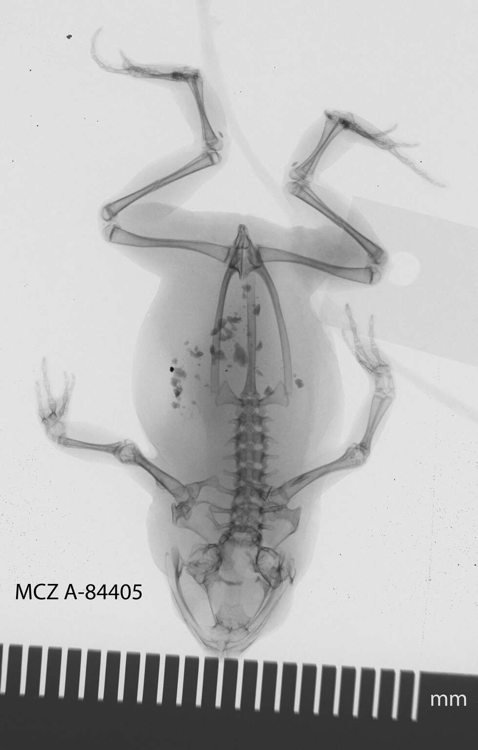 Image of Bibron’s Toadlet