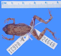 Image of Eleutherodactylus glaphycompus Schwartz 1973