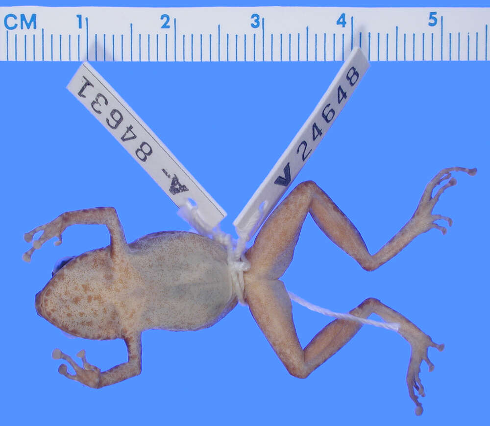 Image of Eleutherodactylus glaphycompus Schwartz 1973