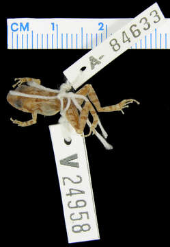 Image of Eleutherodactylus sciagraphus Schwartz 1973