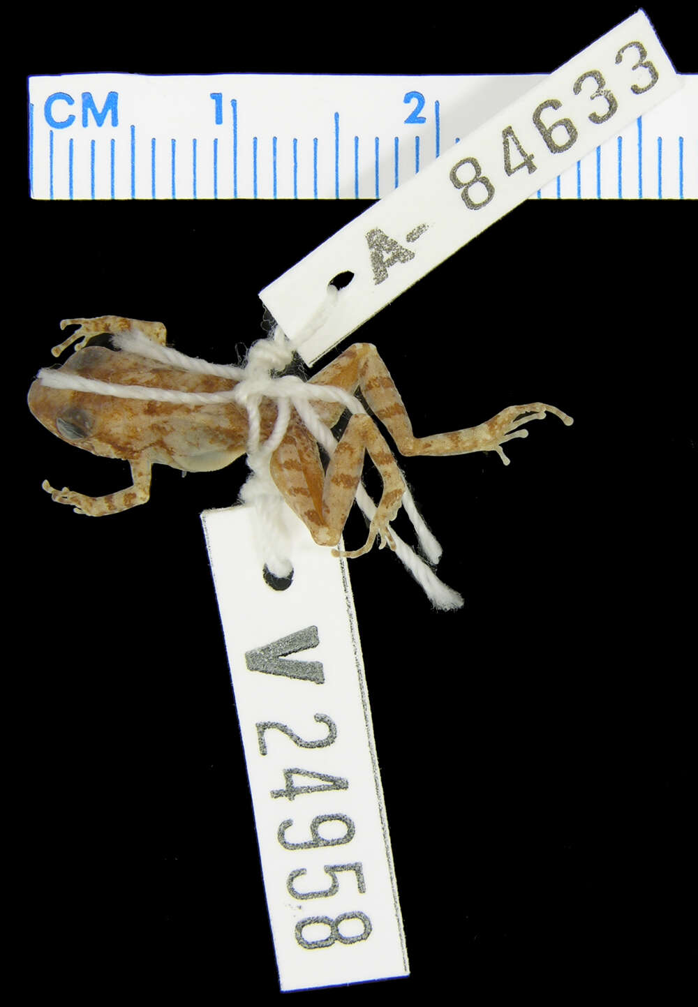 صورة Eleutherodactylus sciagraphus Schwartz 1973