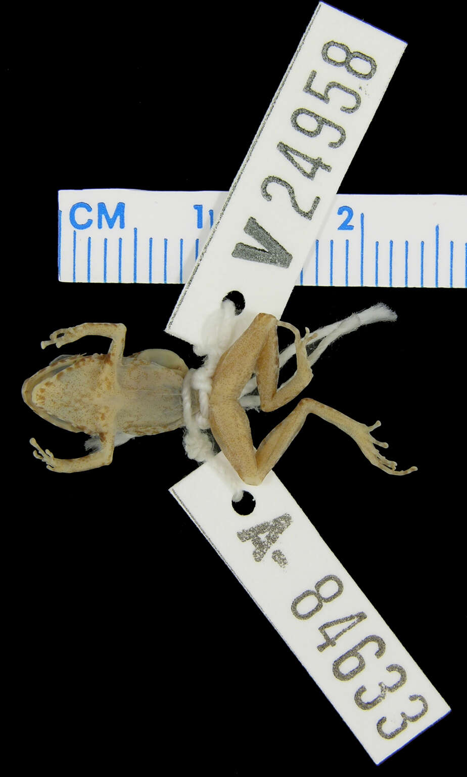 صورة Eleutherodactylus sciagraphus Schwartz 1973