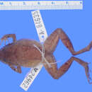 Image of Eleutherodactylus apostates Schwartz 1973