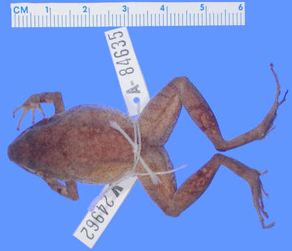 Image of Eleutherodactylus apostates Schwartz 1973