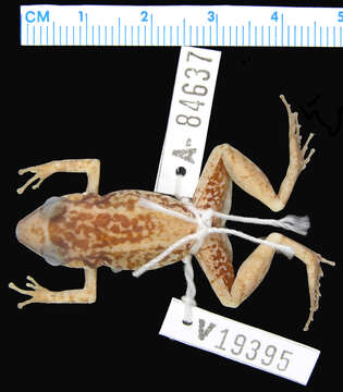 Image of Eleutherodactylus paralius Schwartz 1976