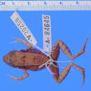 Image of Eleutherodactylus warreni Schwartz 1976