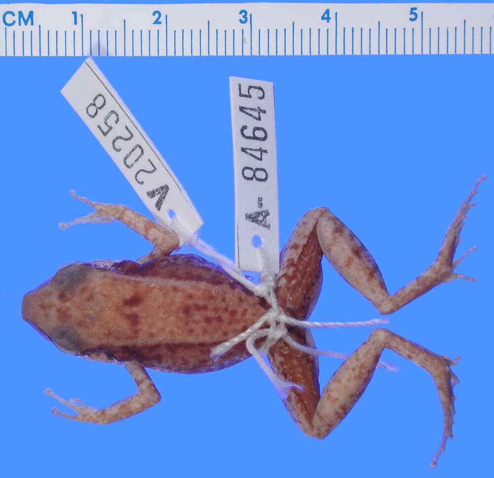 Image of Eleutherodactylus warreni Schwartz 1976