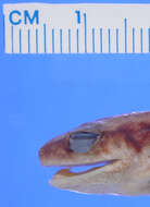 Image of Eleutherodactylus warreni Schwartz 1976