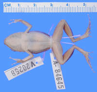 Image of Eleutherodactylus warreni Schwartz 1976