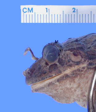 Image of Norton's Robber Frog